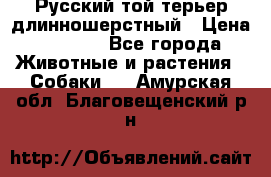 Русский той-терьер длинношерстный › Цена ­ 7 000 - Все города Животные и растения » Собаки   . Амурская обл.,Благовещенский р-н